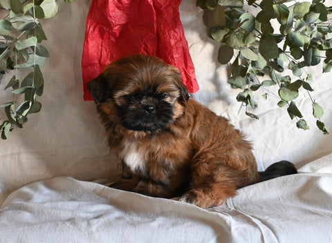 Shih Tzu For Sale Millersburg OH Male-Casper