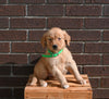 AKC Registered Golden Retriever For Sale Applecreek OH Male-Bo