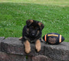 AKC Registered German Shepherd For Sale Millersburg OH Male-Maverick
