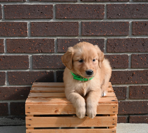 AKC Registered Golden Retriever For Sale Applecreek OH Male-Bo