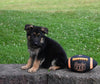 AKC Registered German Shepherd For Sale Millersburg OH Male-Rambo