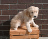 AKC Registered Golden Retriever For Sale Applecreek OH Female-Sadie