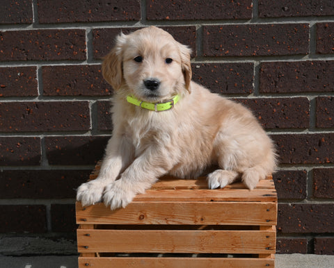 AKC Registered Golden Retriever For Sale Applecreek OH Female-Sadie