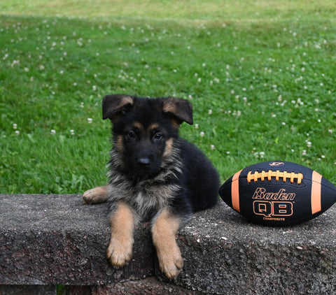 AKC Registered German Shepherd For Sale Millersburg OH Male-Rambo