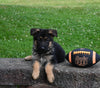AKC Registered German Shepherd For Sale Millersburg OH Male-Rambo