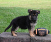 AKC Registered German Shepherd For Sale Millersburg OH Male-Rambo