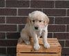 AKC Registered Golden Retriever For Sale Applecreek OH Female-Lily