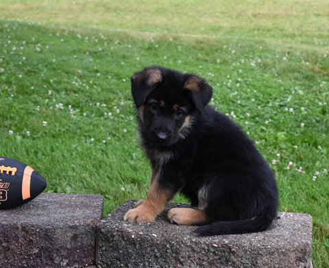 AKC Registered German Shepherd For Sale Millersburg OH Male-Firecracker