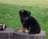 AKC Registered German Shepherd For Sale Millersburg OH Male-Firecracker