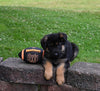 AKC Registered German Shepherd For Sale Millersburg OH Male-Firecracker