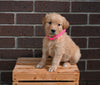 AKC Registered Golden Retriever For Sale Applecreek OH Female-Addi