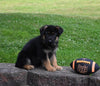AKC Registered German Shepherd For Sale Millersburg OH Male-Firecracker