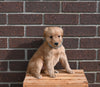 AKC Registered Golden Retriever For Sale Applecreek OH Female-Marsha