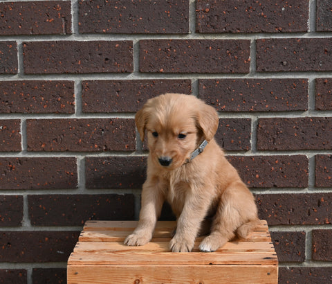 AKC Registered Golden Retriever For Sale Applecreek OH Female-Marsha