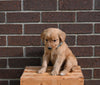AKC Registered Golden Retriever For Sale Applecreek OH Female-Marsha