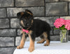 AKC Registered German Shepherd For Sale Millersburg OH Female-Melissa