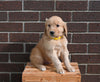 AKC Registered Golden Retriever For Sale Applecreek OH Male-Spike FREE