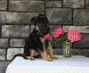 AKC Registered German Shepherd For Sale Millersburg OH Female-Melissa