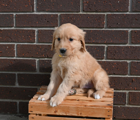 AKC Registered Golden Retriever For Sale Applecreek OH Male-Spike FREE