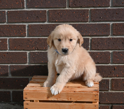 AKC Registered Golden Retriever For Sale Applecreek OH Male-Max