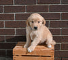 AKC Registered Golden Retriever For Sale Applecreek OH Male-Max