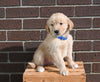 AKC Registered Golden Retriever For Sale Applecreek OH Male-Max