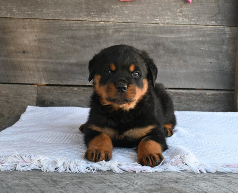 AKC Registered Rottweiler For Sale Fredericksburg OH Male-Atlas
