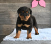 AKC Registered Rottweiler For Sale Fredericksburg OH Male-Atlas