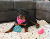 AKC Registered Rottweiler For Sale Sugarcreek OH Female-Pippa
