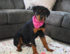 AKC Registered Rottweiler For Sale Sugarcreek OH Female-Pippa