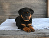 AKC Registered Rottweiler For Sale Fredericksburg OH Female-Sadie