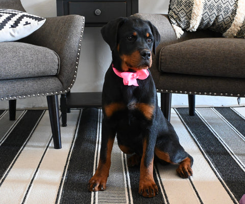 AKC Registered Rottweiler For Sale Sugarcreek OH Female-Harper