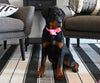 AKC Registered Rottweiler For Sale Sugarcreek OH Female-Harper