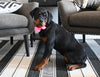 AKC Registered Rottweiler For Sale Sugarcreek OH Female-Harper