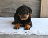 AKC Registered Rottweiler For Sale Fredericksburg OH Male-Oliver