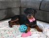 AKC Registered Rottweiler For Sale Sugarcreek OH Female-Harper