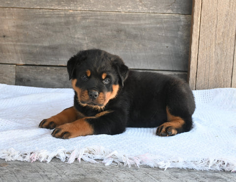 AKC Registered Rottweiler For Sale Fredericksburg OH Male-Buster