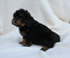 Cavapoo For Sale Dundee OH Female-Tammy