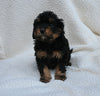 Cavapoo For Sale Dundee OH Female-Tammy
