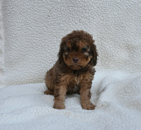 Cavapoo For Sale Dundee OH Female-Tessa
