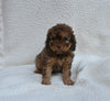 Cavapoo For Sale Dundee OH Female-Tessa