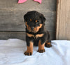 AKC Registered Rottweiler For Sale Fredericksburg OH Male-Buster