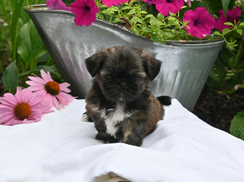 Shih-Tzu For Sale Millersburg OH Male-Shadow
