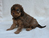 Cavapoo For Sale Dundee OH Female-Tessa