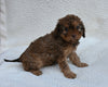Cavapoo For Sale Dundee OH Female-Tessa