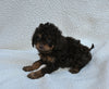 Cavapoo For Sale Dundee OH Male-Tate