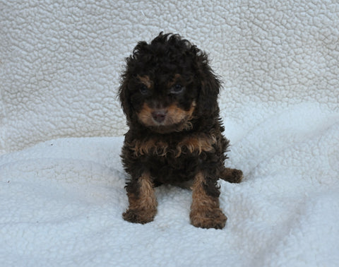 Cavapoo For Sale Dundee OH Male-Tate