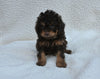 Cavapoo For Sale Dundee OH Male-Tate