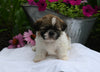 Shih-Tzu For Sale Millersburg OH Female-Sunshine