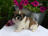 Shih-Tzu For Sale Millersburg OH Female-Sunshine